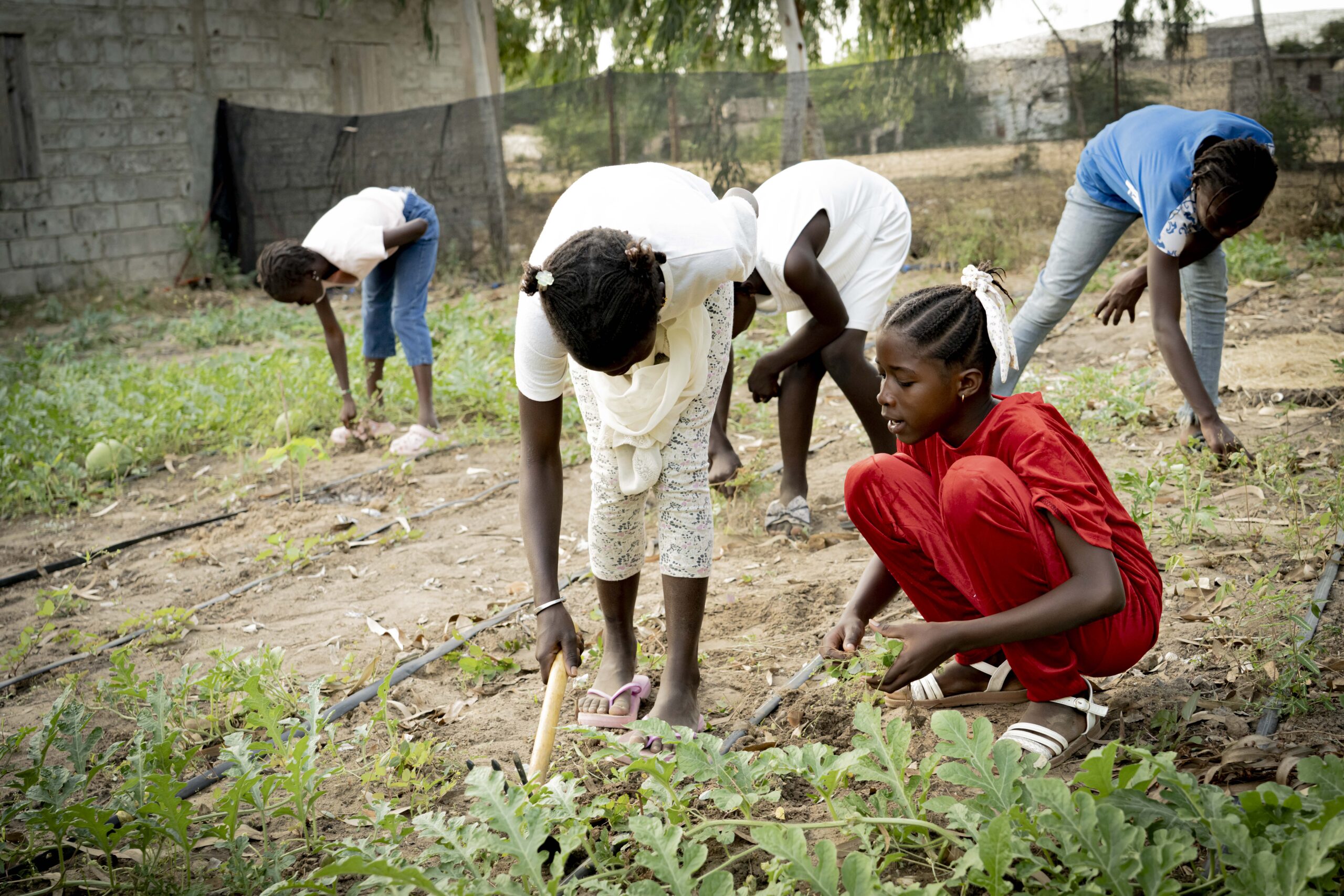 2025-senegal-2023043-jardin-pedagogique-ecole-gret-2